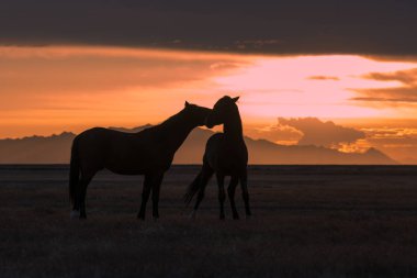 Utah çölünde gün batımında vahşi atlar silueti oluşturuldu.
