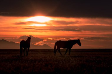 Utah çölünde gün batımında vahşi atlar silueti oluşturuldu.
