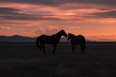 Utah çölünde gün batımında vahşi atlar silueti oluşturuldu.