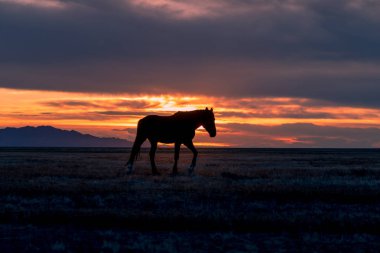 Utah çölünde gün batımında vahşi at silueti.