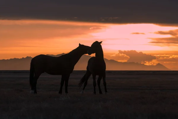 Wild Horses Silhouetted Sunset Utah Desert — Stock Photo, Image