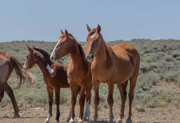 Klacz Koń Dziki Jej Śliczne Źrebię Pustyni Wysokiej Colorado — Zdjęcie stockowe
