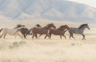 Utah çölünde koşan vahşi bir at sürüsü.