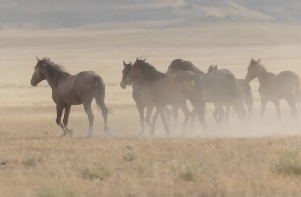 Uma Manada Cavalos Selvagens Correndo Deserto Utah — Fotografia de Stock