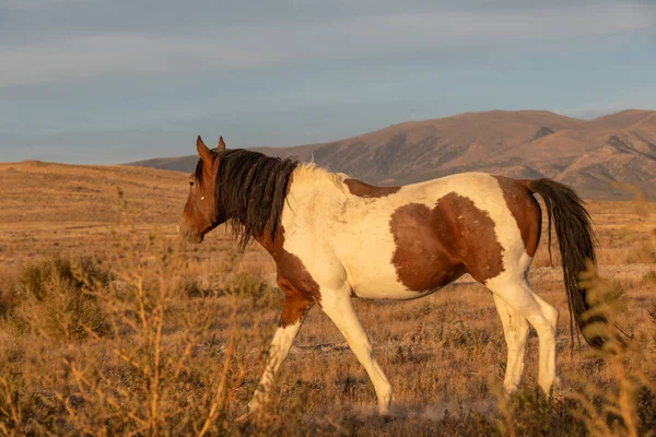 Ein Wunderschöner Wildpferdehengst Der Wüste Von Utah — Stockfoto