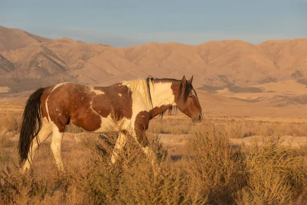Hermoso Caballo Salvaje Semental Desierto Utah — Foto de Stock