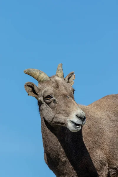 Bir Çöl Bighorn Koyun Ewe Kayalarda — Stok fotoğraf