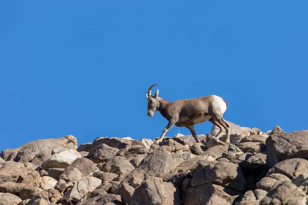 Пустеля Носила Овець Вівці Скелях — стокове фото