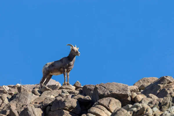 沙漠中的大角羊在岩石中 — 图库照片