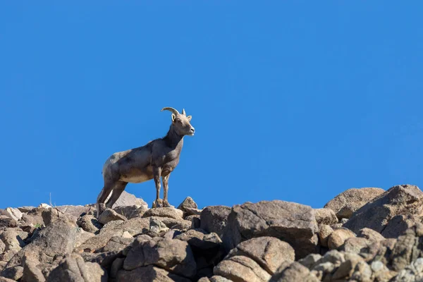 Deserto Bighorn Ovelha Ovelha Rochas — Fotografia de Stock