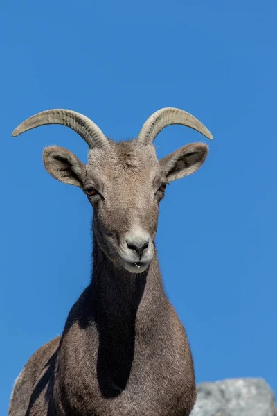 Пустынный Большеглазый Овца Скалах — стоковое фото