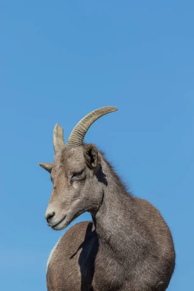 Een Woestijn Bighorn Schapen Ooi Rotsen — Stockfoto