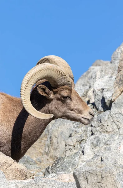 Egy Szép Sivatagi Bighorn Juh Ram — Stock Fotó