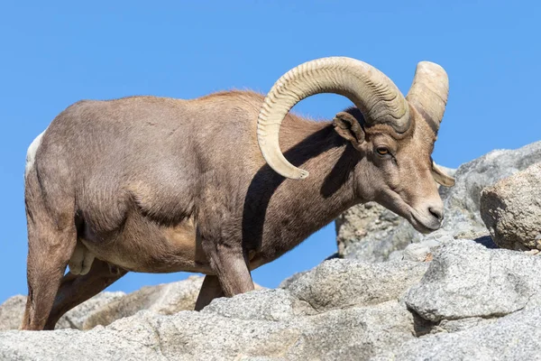 Nice Pustyni Bighorn Owiec Ram — Zdjęcie stockowe