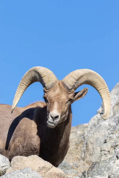 Bonito Carnero Oveja Del Desierto —  Fotos de Stock