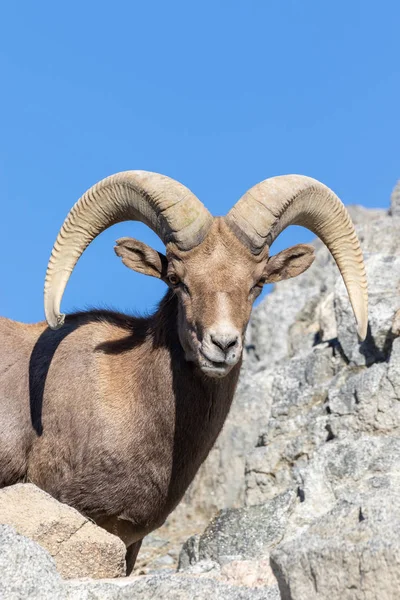 Egy Szép Sivatagi Bighorn Juh Ram — Stock Fotó