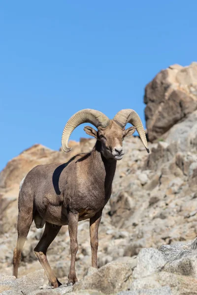 Egy Szép Sivatagi Bighorn Juh Ram — Stock Fotó