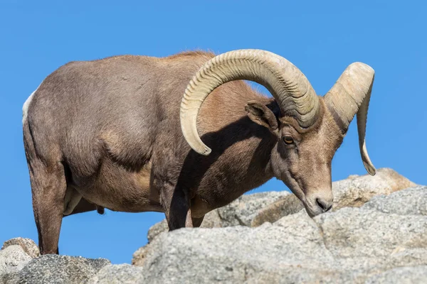 Egy Szép Sivatagi Bighorn Juh Ram — Stock Fotó