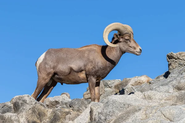 Nice Pustyni Bighorn Owiec Ram — Zdjęcie stockowe