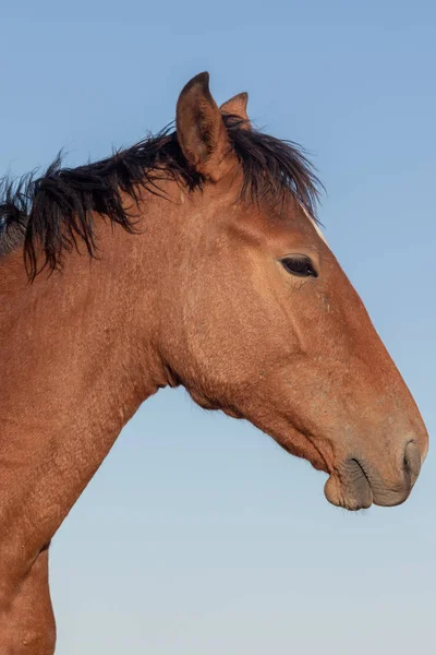 Retrato Cerca Caballo Salvaje Utah —  Fotos de Stock