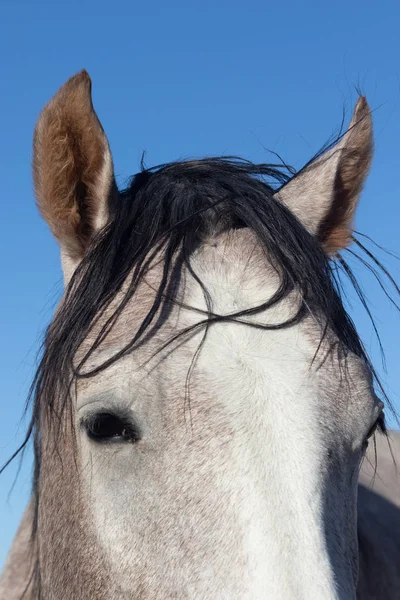 Retrato Cerca Caballo Salvaje Utah — Foto de Stock