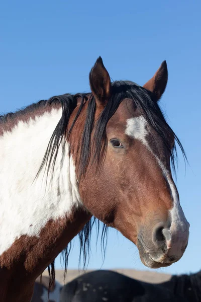 Retrato Perto Cavalo Selvagem Utah — Fotografia de Stock