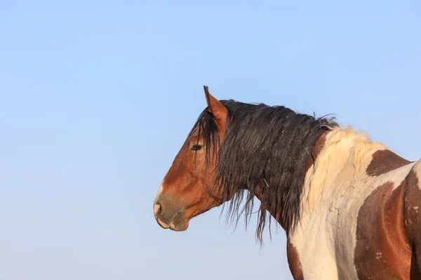 Närbild Porträtt Vild Häst Utah — Stockfoto