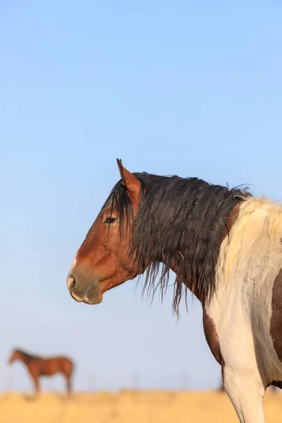 Retrato Perto Cavalo Selvagem Utah — Fotografia de Stock