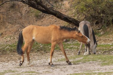 güzel vahşi atlar Arizona çölü tuz nehire yakın: