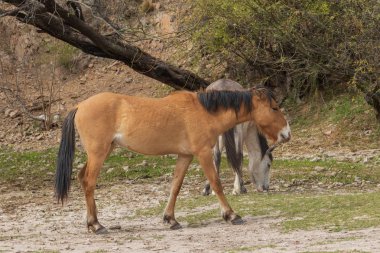 güzel vahşi atlar Arizona çölü tuz nehire yakın: