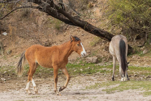 Hermosos Caballos Salvajes Cerca Del Río Salt Desierto Arizona —  Fotos de Stock