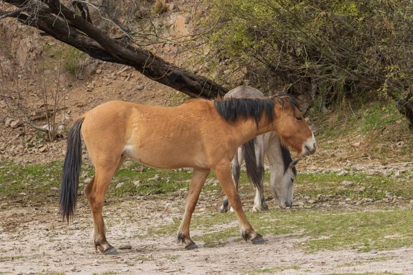 Piękne Dzikie Konie Pobliżu Rzeki Soli Pustyni Arizonie — Zdjęcie stockowe