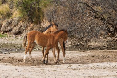 güzel vahşi atlar Arizona çölü tuz nehire yakın: