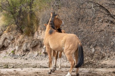 güzel vahşi atlar Arizona çölü tuz nehire yakın: