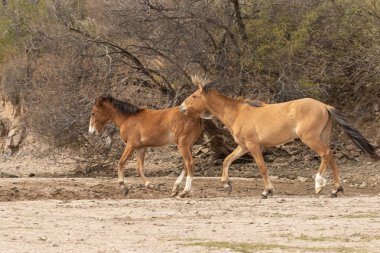 güzel vahşi atlar Arizona çölü tuz nehire yakın: