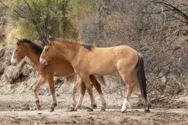 güzel vahşi atlar Arizona çölü tuz nehire yakın: