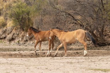 güzel vahşi atlar Arizona çölü tuz nehire yakın: