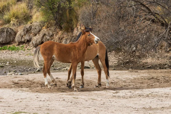 beautiful wild horses near the Salt River in the Arizona desert