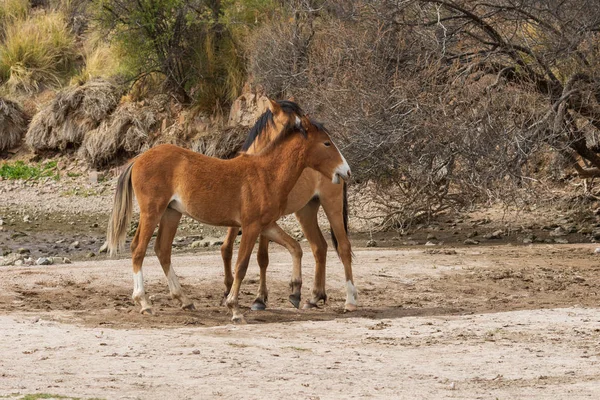 güzel vahşi atlar Arizona çölü tuz nehire yakın: