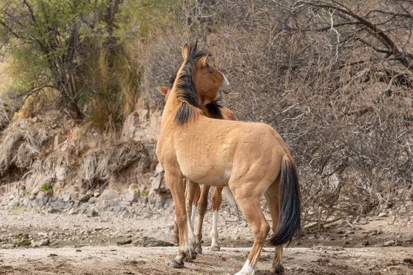 güzel vahşi atlar Arizona çölü tuz nehire yakın: