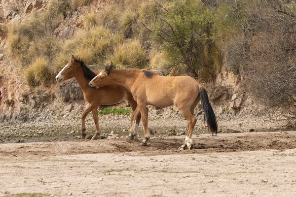 Belos Cavalos Selvagens Perto Rio Sal Deserto Arizona — Fotografia de Stock