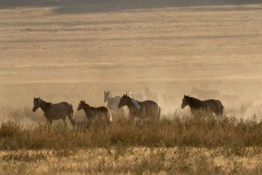 Utah çölünde vahşi bir at sürüsü.