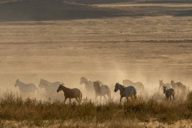 Utah çölünde vahşi bir at sürüsü.