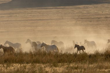 Utah çölünde vahşi bir at sürüsü.