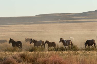 Utah çölünde vahşi bir at sürüsü.
