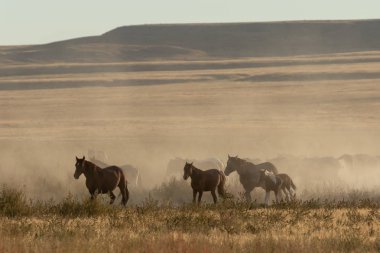 Utah çölünde vahşi bir at sürüsü.