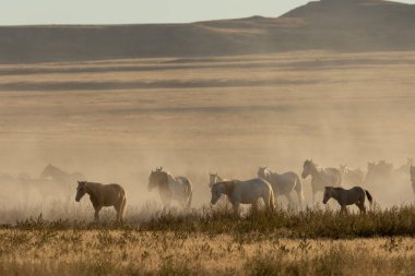 Utah çölünde vahşi bir at sürüsü.