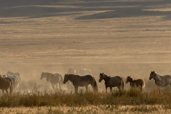 Una Manada Caballos Salvajes Desierto Utah —  Fotos de Stock