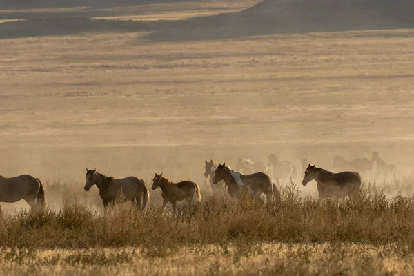 Eine Herde Wildpferde Der Wüste Von Utah — Stockfoto