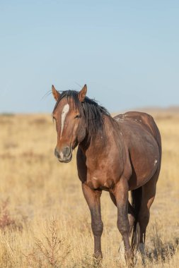 Utah çölünde güzel vahşi bir at.